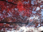 摜(180x135)Eg摜(320x240)