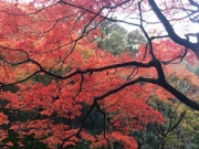 摜(180x135)Eg摜(320x240)