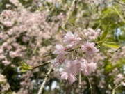 摜(180x135)Eg摜(320x240)